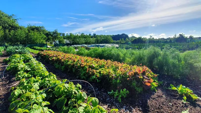 Swainstown Farm Gift Card