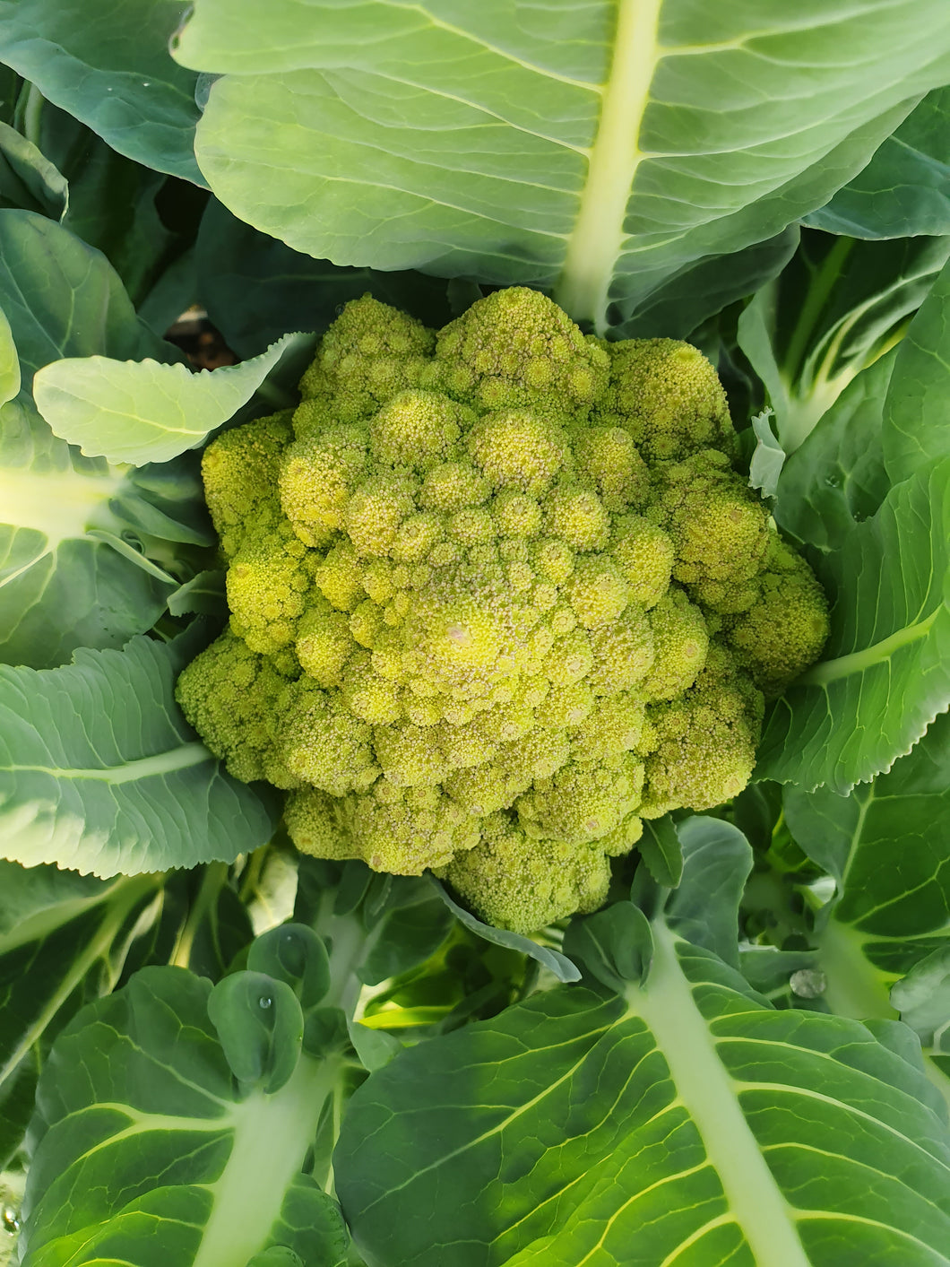 Romanesco Broccoli